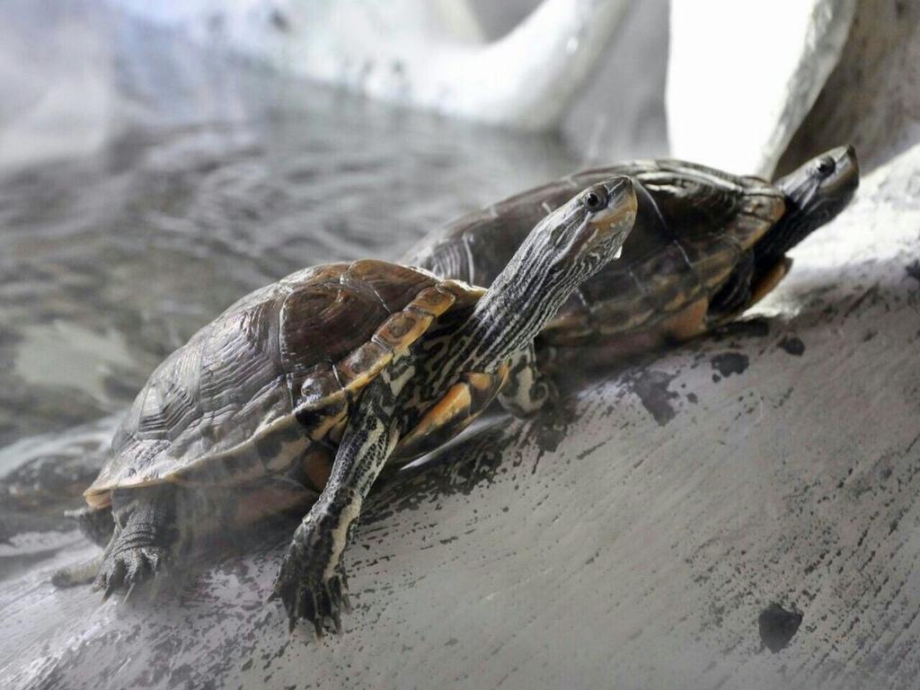 Aquarium Hotel 利雅德 外观 照片