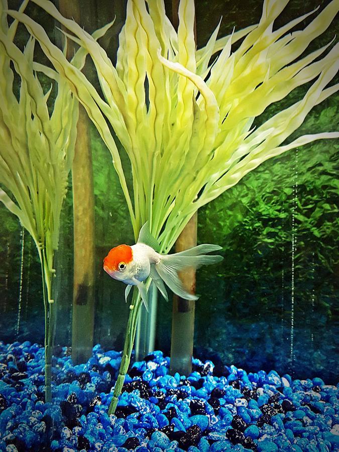 Aquarium Hotel 利雅德 外观 照片